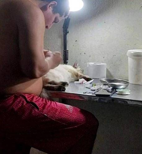 Imagen tomada por Diana, denunciante que investiga a los falsos veterinarios desde 2016.