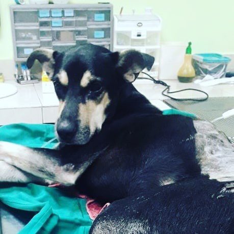 Brauny, en estado de observación tras cirugía