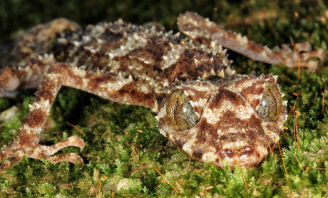 Así son las 10 especies principales halladas en 2013