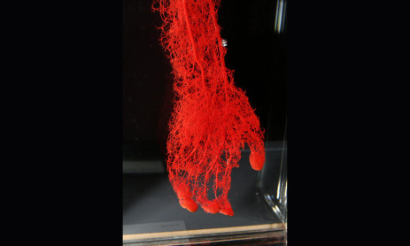 Fotos raras e interesantes del mundo en el que vivimos