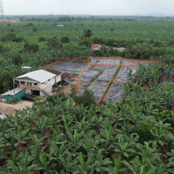 Más de 4 000 plantas de banano han sido destruidas en Santa Rosa, El Oro, por el Fusarium Raza 4