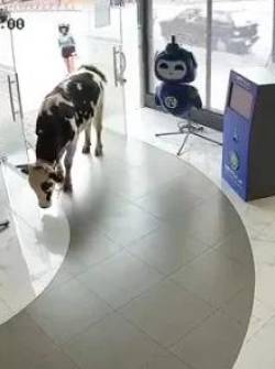 Toro en Loja