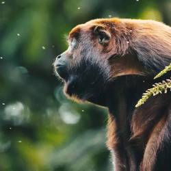 El refugio selvático que ha rehabilitado y liberado a más de 500 animales en Pastaza