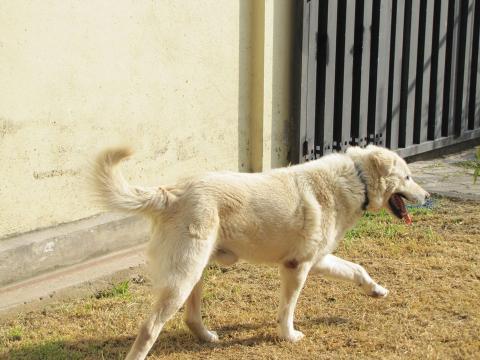 La eutanasia alivió el sufrimiento de &quot;Max&quot;, un perro con cáncer