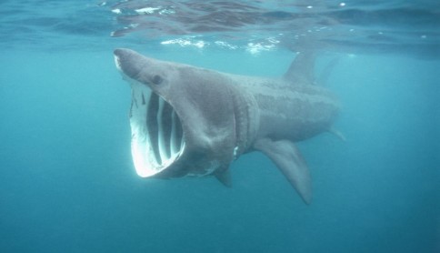 Los tiburones más increíbles