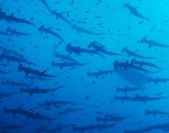 La venta de aletas de tiburón alcanzó un récord histórico en 2021.