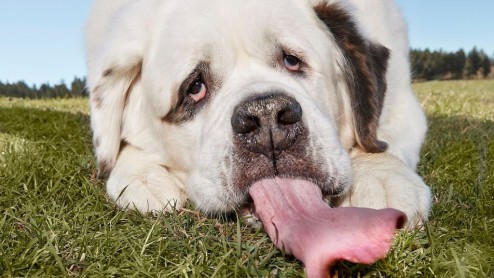 Este es Mochi Mo, el perro que tiene Récord Guinness por su lengua