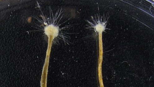 Así son las 10 especies principales halladas en 2013