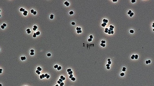 Así son las 10 especies principales halladas en 2013