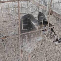 Un tigrillo y dos venados fueron rescatados en el sector Limoncito.