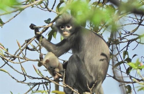 Un primate recién descubierto ya está en peligro de extinción