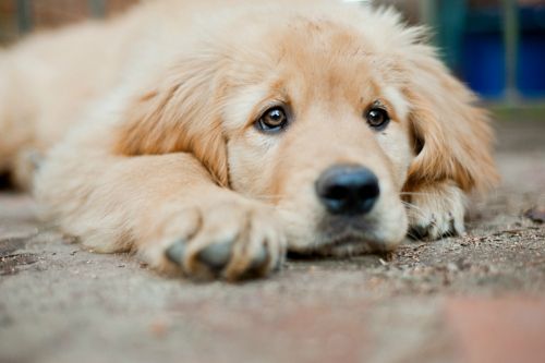 El cambio que ha tenido Coloso en los últimos meses