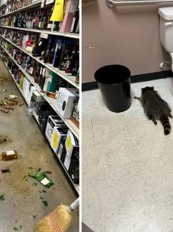 Composición de dos fotografías; primera imagen muestra los estantes revueltos y las botellas con alcohol rotas y tiradas al suelo. En la otra imagen está el mapache borracho y desmayado en el baño de la licorería.