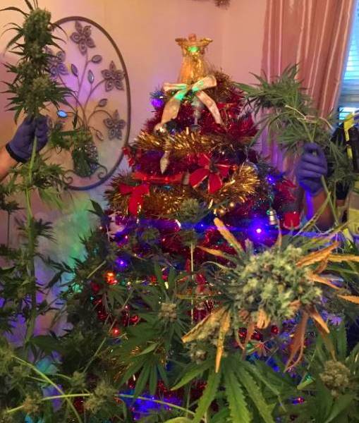 Pareja, detenida por tener planta de marihuana como árbol de Navidad