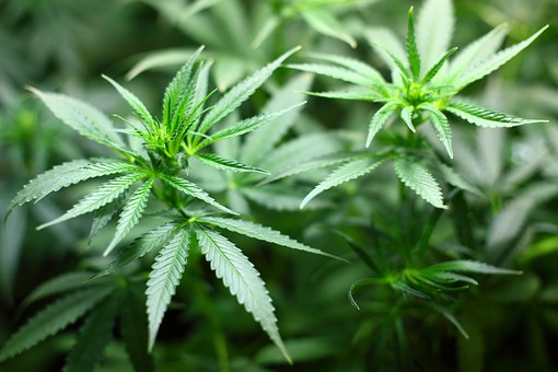 ¿Cómo controlarán el uso del cannabis medicinal?