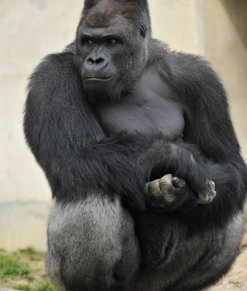 Un gorila con aires de galán, la nueva estrella de un zoo japonés