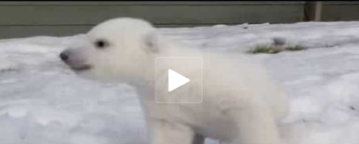 Vídeo: Oso polar bebé pisa la nieve por primera vez