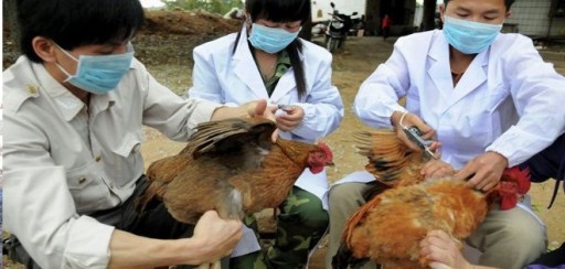 Mueren dos personas en Shanghái por el virus de gripe aviar H7N9