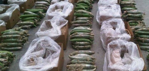 Hallan droga camuflada dentro de bananos sintéticos en Guayaquil