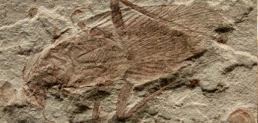 Encuentran en América cucaracha antigua que se creía del Viejo Mundo