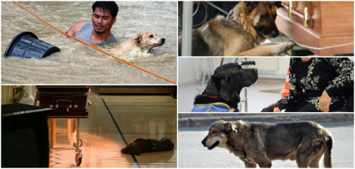 Fotografías de perros fieles que dieron la vuelta al mundo