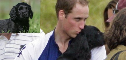 Kate y William tuvieron que regalar a su perro