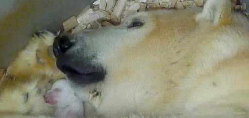 Conmovedoras imágenes de 2 cachorros gemelos de oso polar