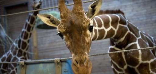 Dinamarca: amenazas de muerte por sacrificio de jirafa