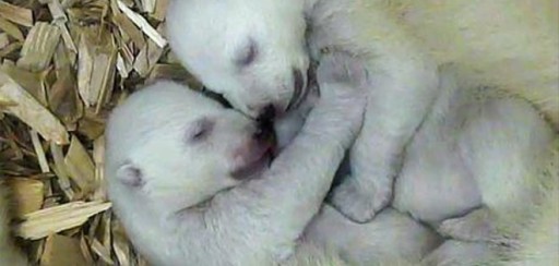 Conmovedoras imágenes de 2 cachorros gemelos de oso polar