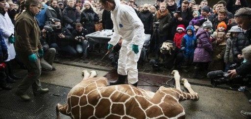 Dinamarca: amenazas de muerte por sacrificio de jirafa