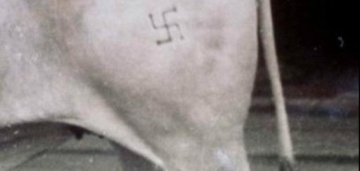 El rancho donde nazis brasileños "esclavizaban niños"