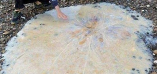 Encuentran una medusa de 1,5 metros de longitud en Australia