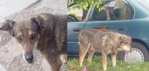 El Hachi boliviano, un perro aún llora a su amo donde este murió hace 5 años