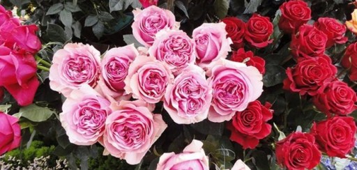 Ecuador marcó tendencia a nivel mundial con sus flores por San Valentín