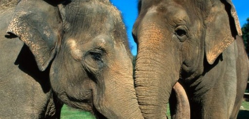 Elefantes asiáticos se consuelan unos a otros cuando están angustiados