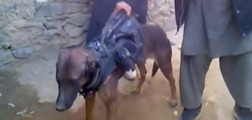 Talibanes afganos anuncian captura de perro del Ejército de EE.UU.