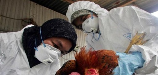 Mueren dos personas en Shanghái por el virus de gripe aviar H7N9
