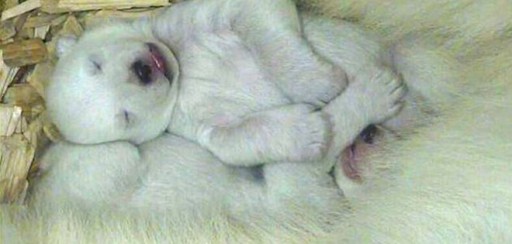 Conmovedoras imágenes de 2 cachorros gemelos de oso polar