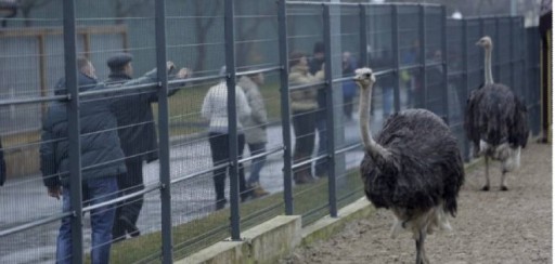 La opulencia en la que se regodeaba el expresidente de Ucrania