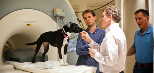 Estudio revela semejanzas entre el cerebro del perro y el del hombre