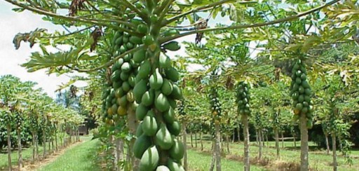 Ecuador venderá papaya hawaiana a Estados Unidos