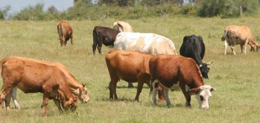Los gases de 90 vacas hacen explotar una granja en Alemania