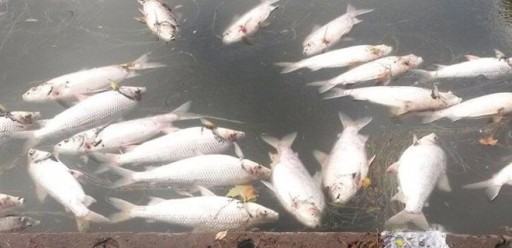 Ola de calor causa la muerte de cientos de peces en una reserva en Argentina