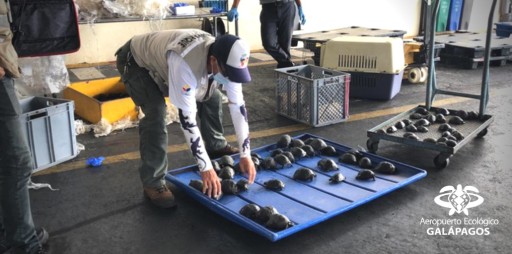 Galápagos: cargamento con cerca de 200 tortugas fue retenido en aeropuerto de Baltra