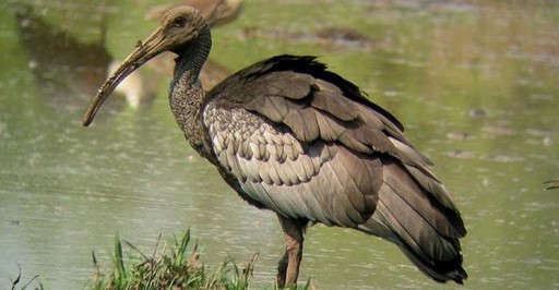 Los pájaros más raros del mundo