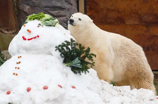 Animales del zoológico disfrutan de sus regalos de navidad