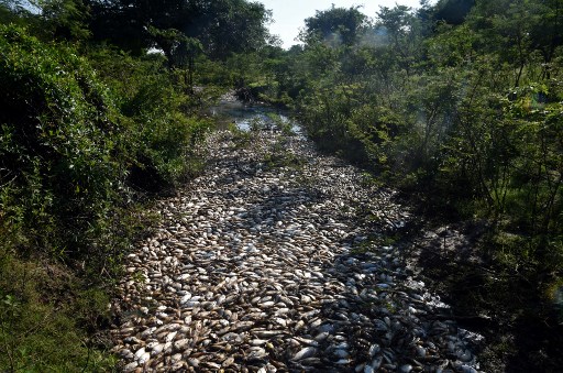 Investigan masiva mortandad de peces en río de Paraguay