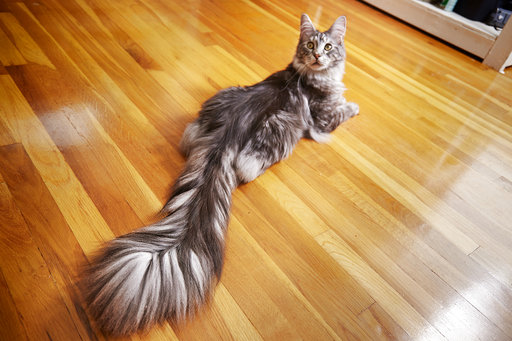 Para los Guinness: un gato con cola de casi medio metro
