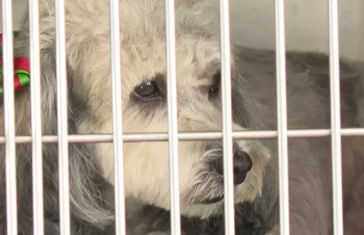 Los juegos pirotécnicos puede afectar la salud de las mascotas: estas son las recomendaciones de los expertos