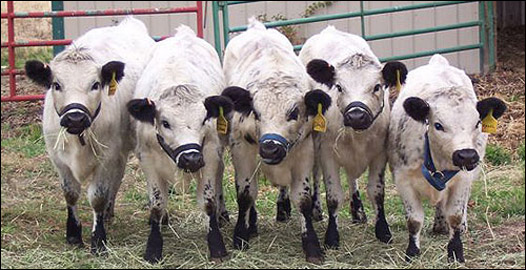 Crían vacas en miniatura para reducir emisiones de metano